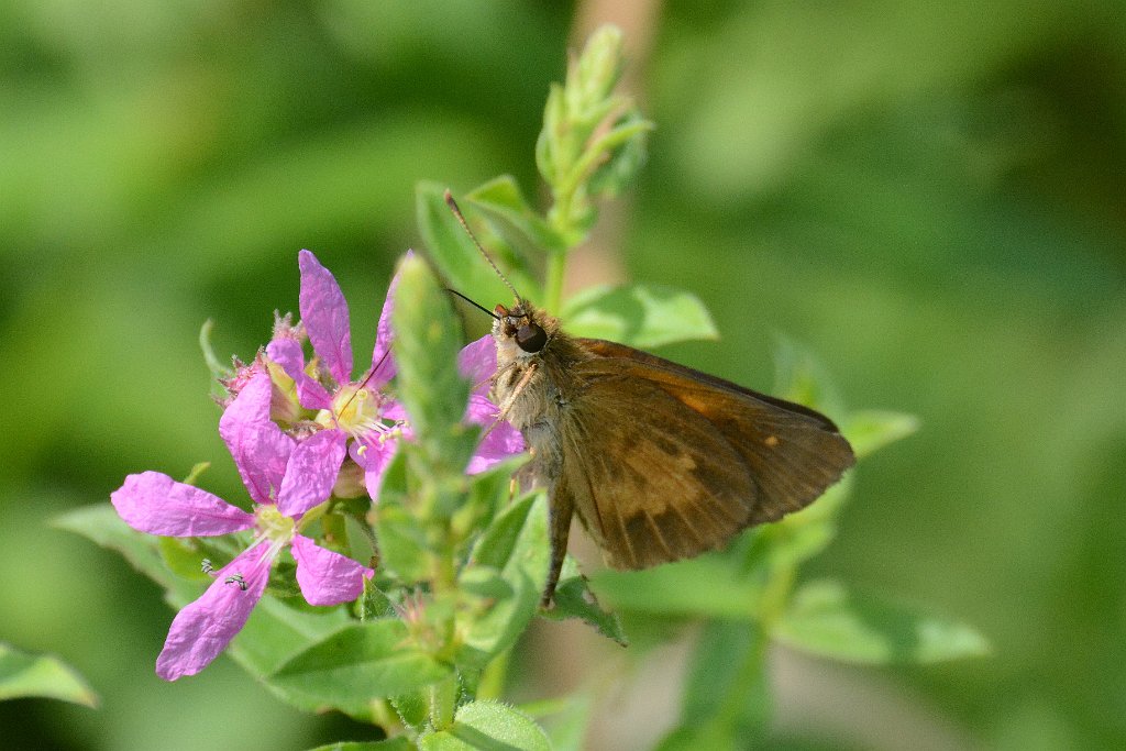 019 2013-07224242 Pointe Rok, MA.JPG - Broad-winged Skipper Butterfly (Poanes viator). Pointe Rok Estates, MA, 7-22-2013